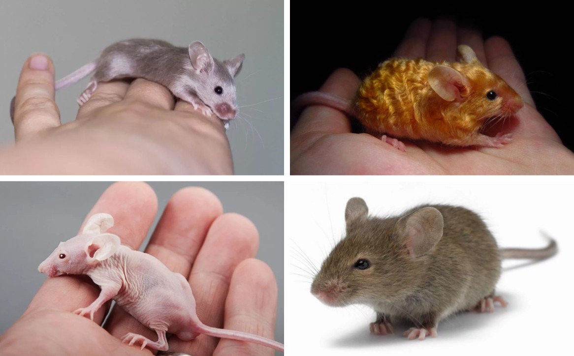 Кудрявые мышки фото
