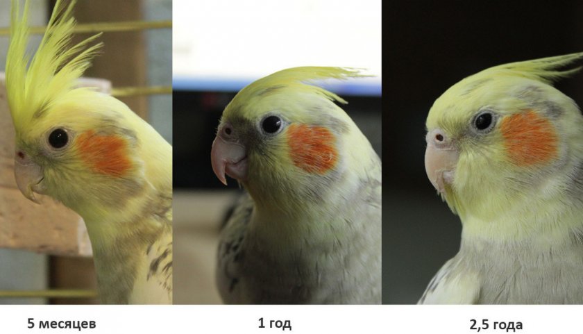 Возраст кореллы