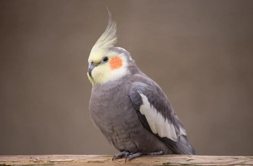 Попугай корелла