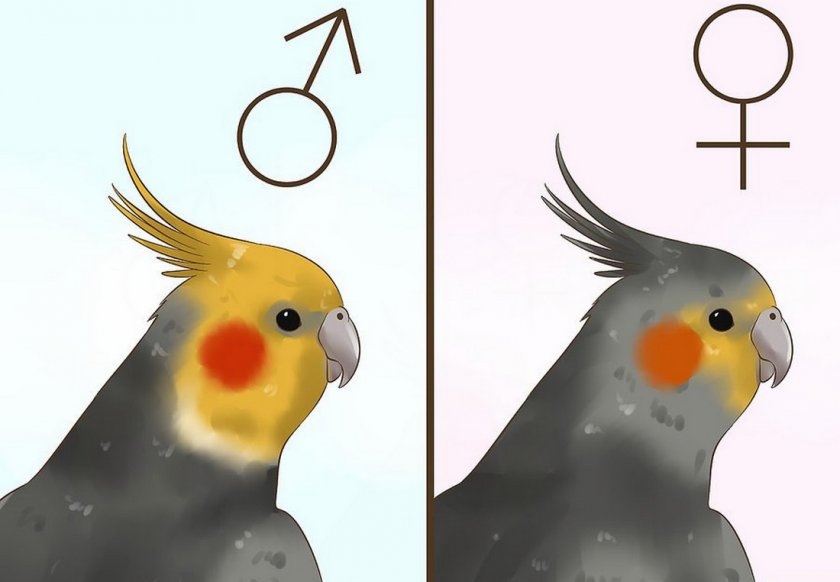 Окрас самца и самки кореллы
