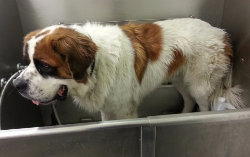 Купание сенбернара