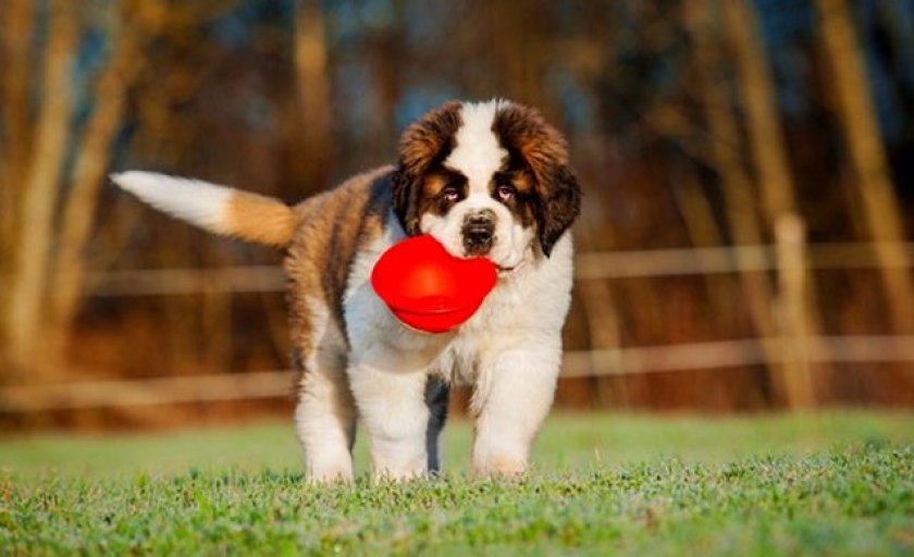 Кормление сенбернара