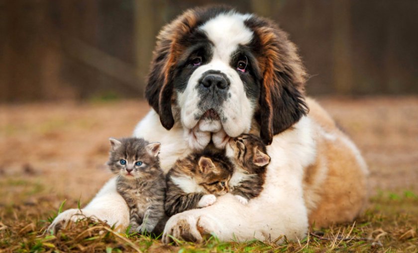 Характер сенбернара