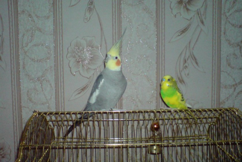 Корелла и волнистый попугай Корелла и волнистый попугай