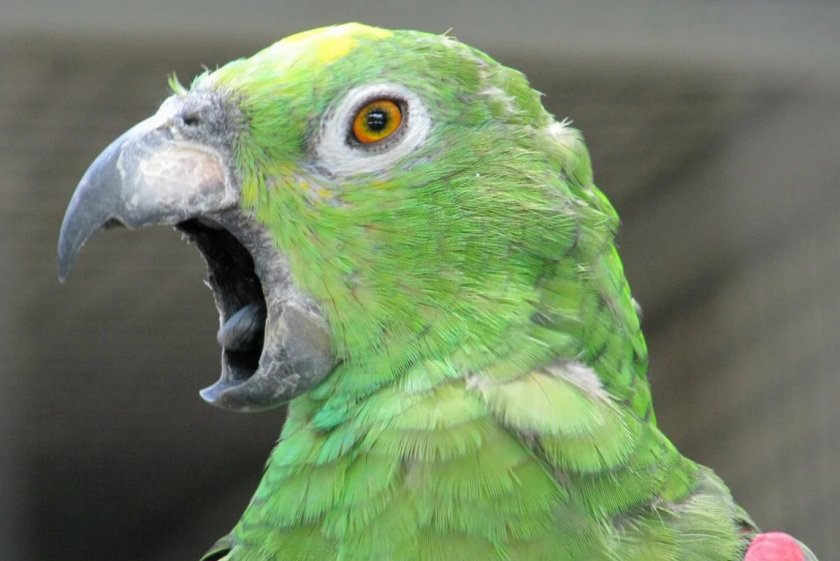 Попугай кричит Попугай кричит