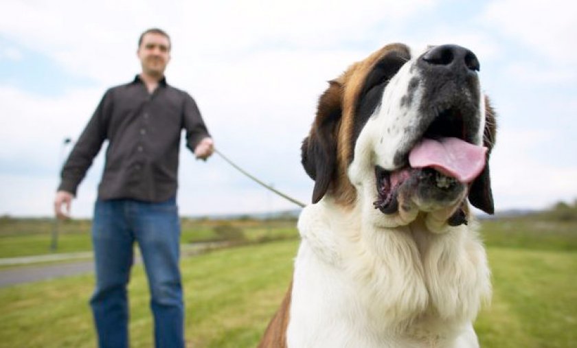 Прогулка с сенбернаром
