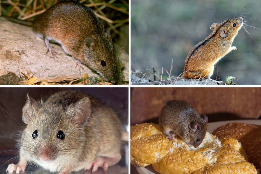 Домовая и полевая мышь Домовая и полевая мышь