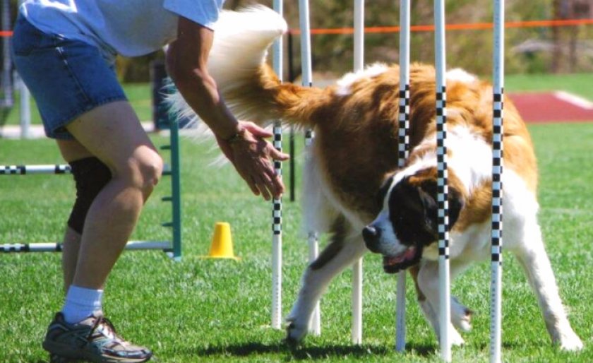 Обучение сенбернара