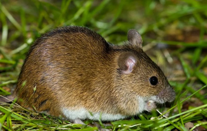 Полевая мышь Полевая мышь