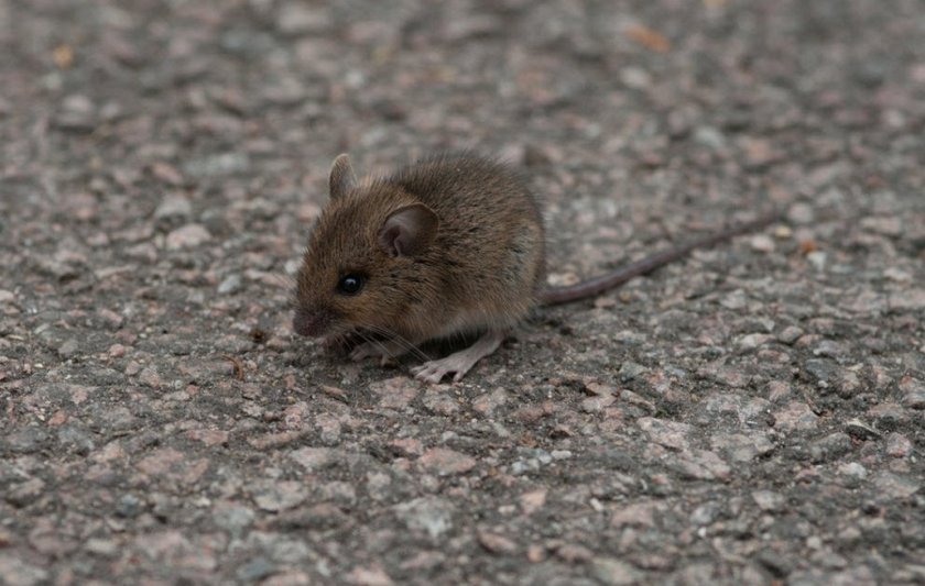 Домовая мышь Домовая мышь