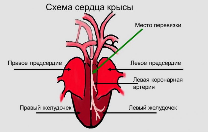 Схема сердца крысы Схема сердца крысы