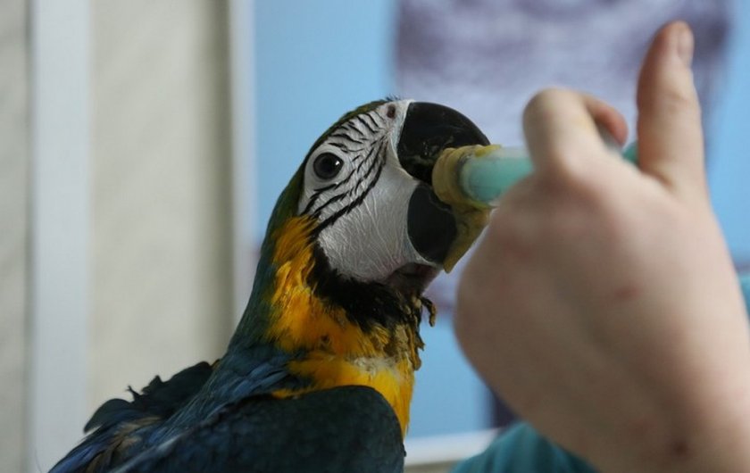 Лечение попугаев от цирковируса