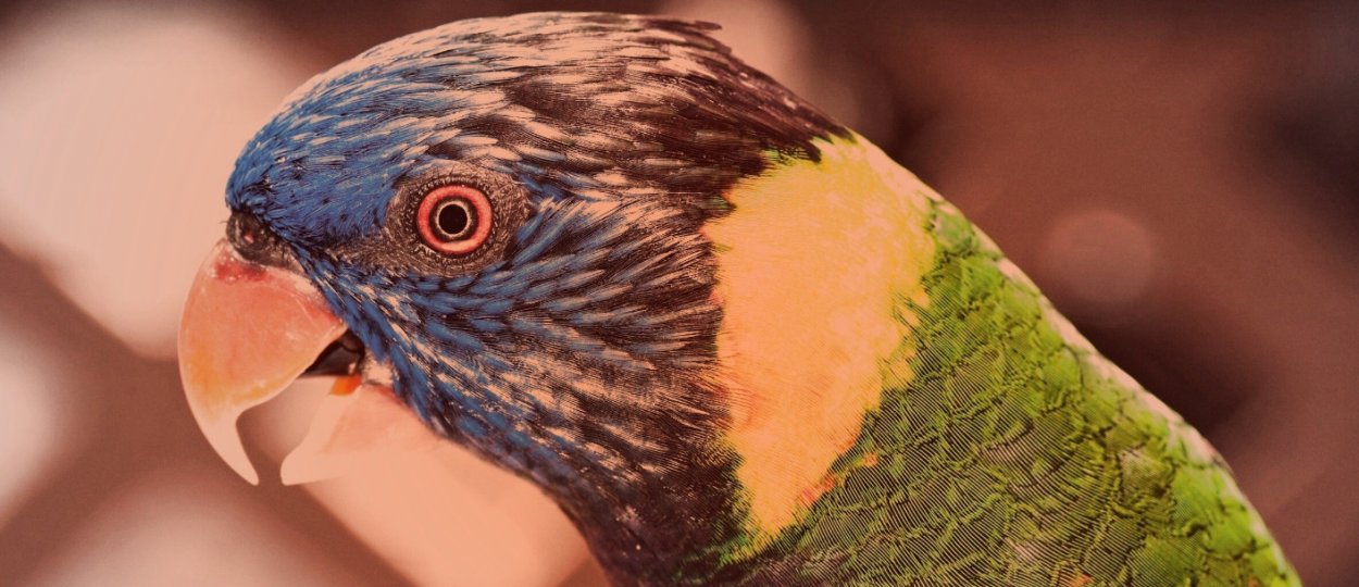 Попугай без звука открывает клюв и вытягивает шею: причины и рекомендации