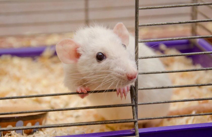 Крыса в клетке