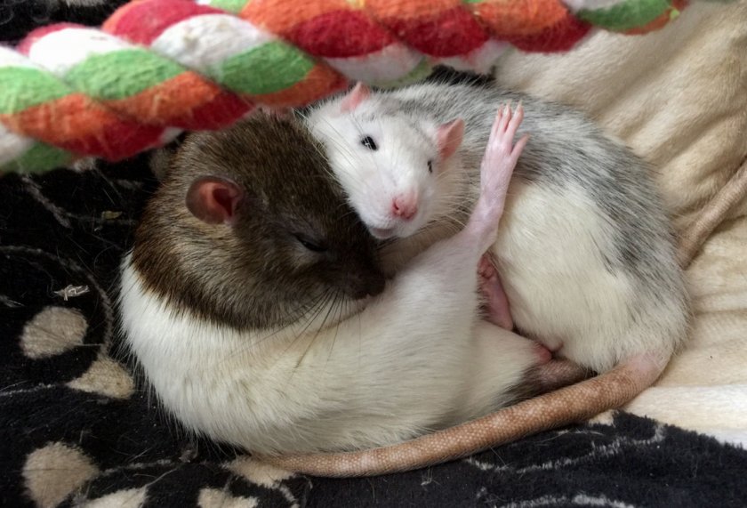 Крысиная пара