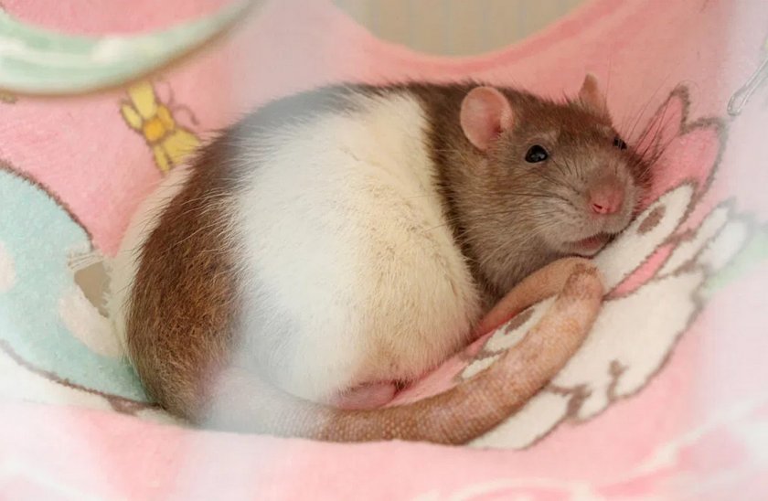Беременная крыса