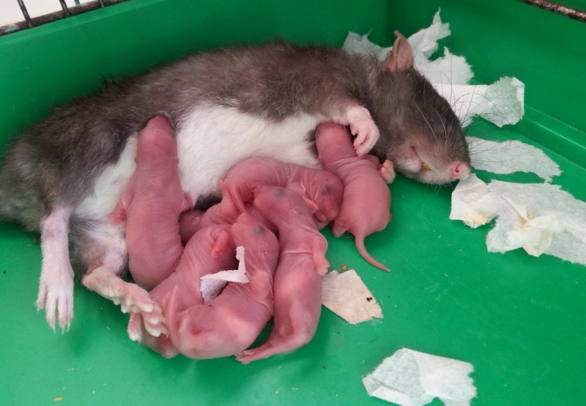 Крысиные роды