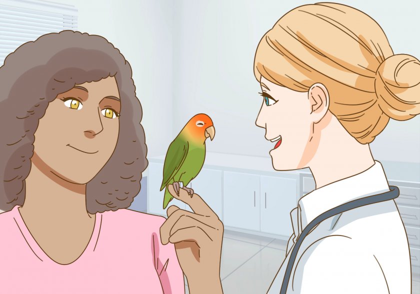 Осмотр попугая врачом