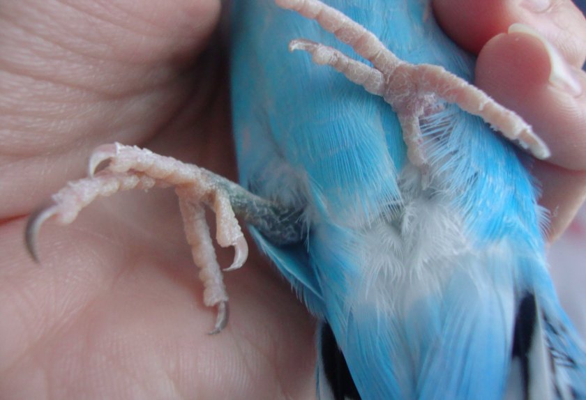 Паралич лап у попугая