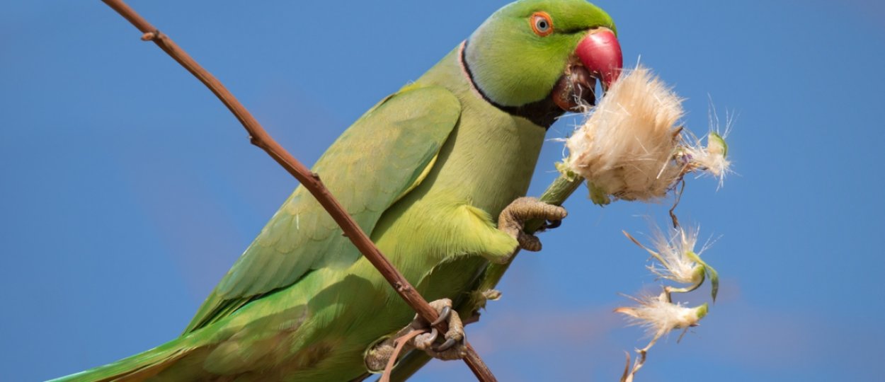 Ожереловый попугай разговаривает или нет, как научить птицу говорить, как  птицы общаются между собой