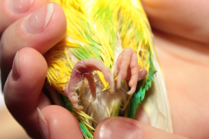 Проблемы с лапами у попугая