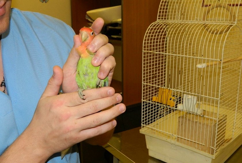 Осмотр попугая врачом