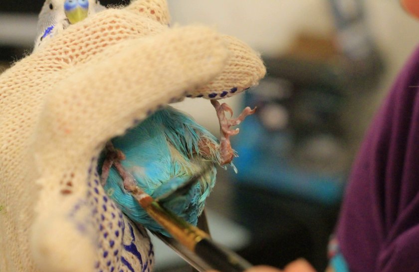 Помощь попугаю