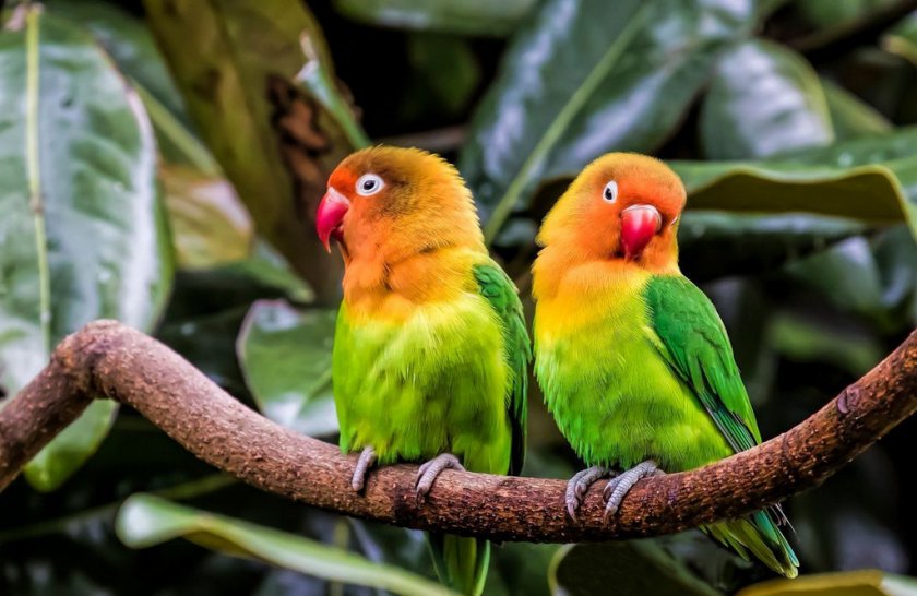 Пара попугаев