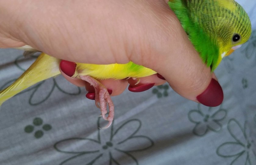 Травма лапок у попугая