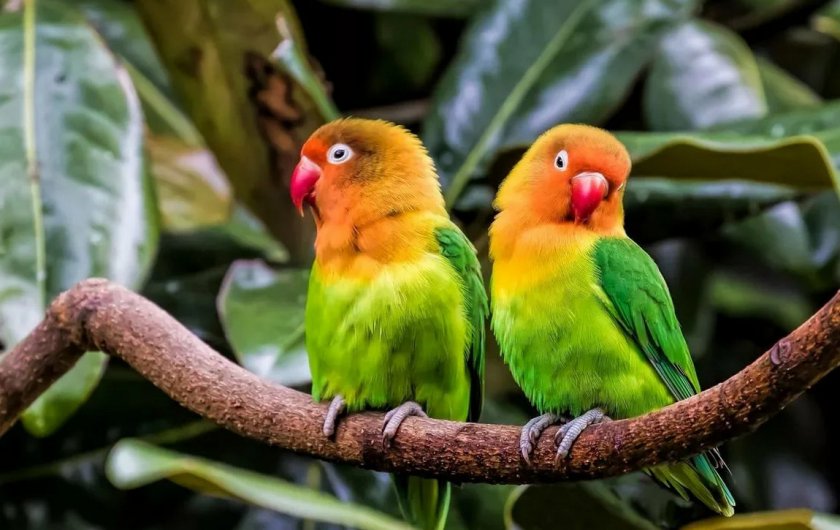 Попугаи неразлучники Попугаи неразлучники