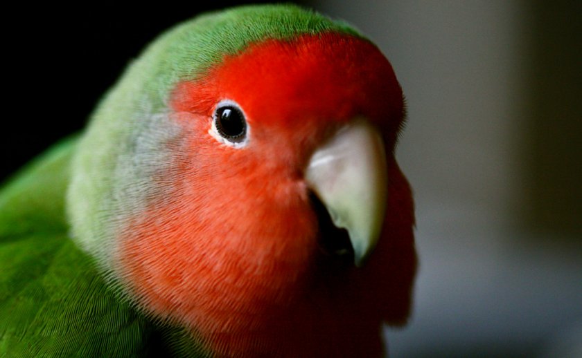 Определение возраста попугая