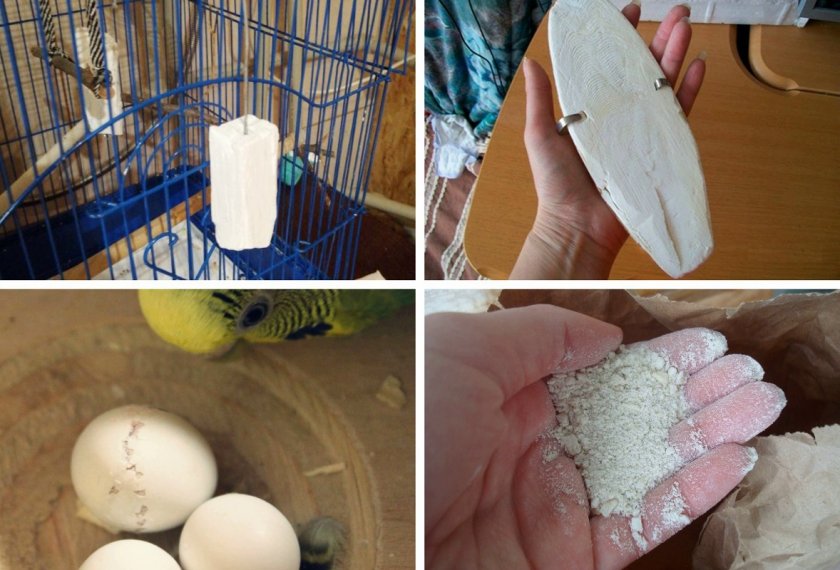 Полезное питание для попугая