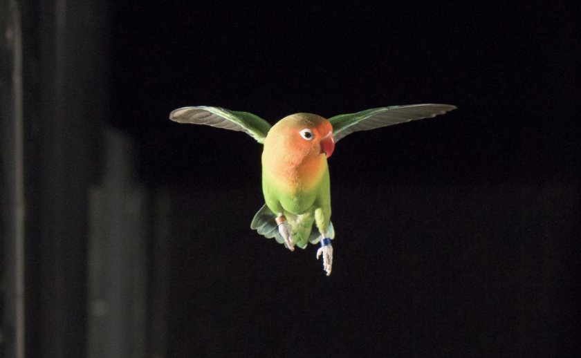 Неразлучник в полёте