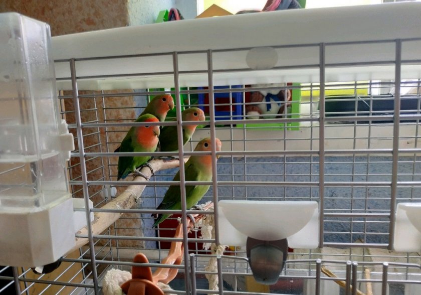 Клетка для попугая