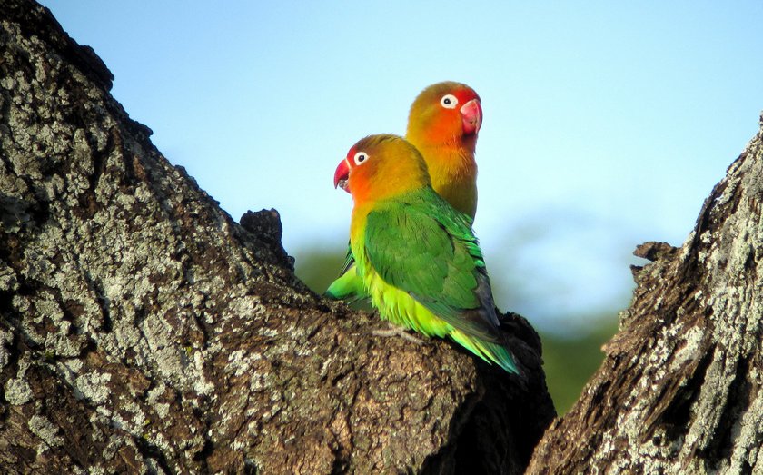 Попугаи неразлучники Попугаи неразлучники