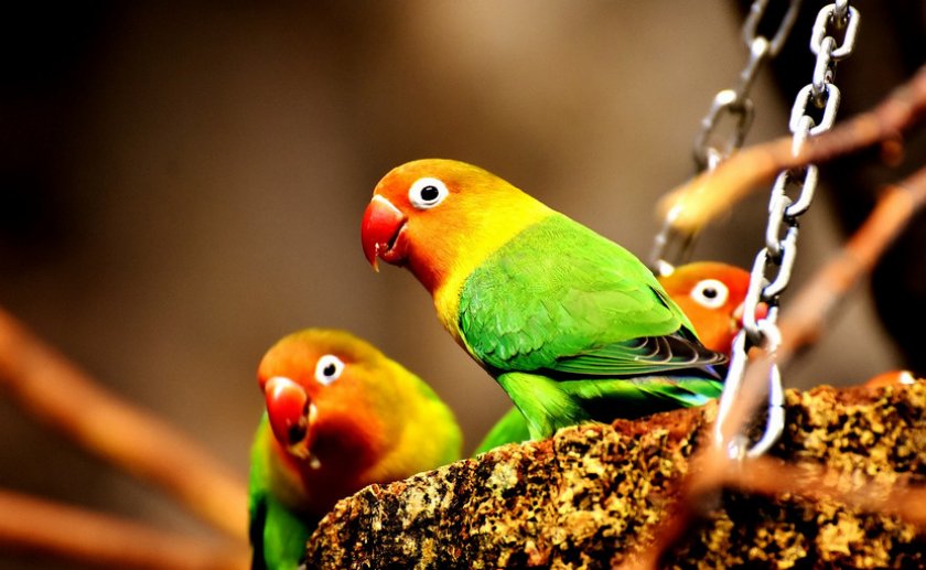 Попугаи неразлучники