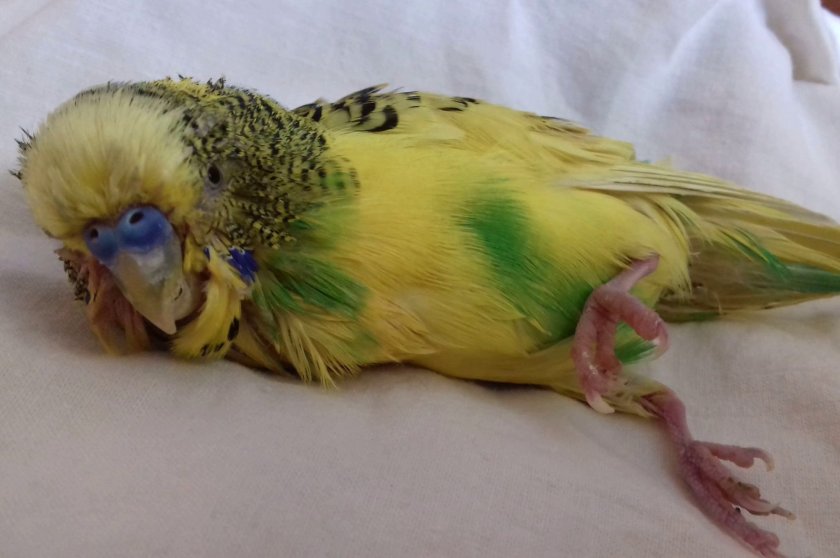 Паралич ног у попугая