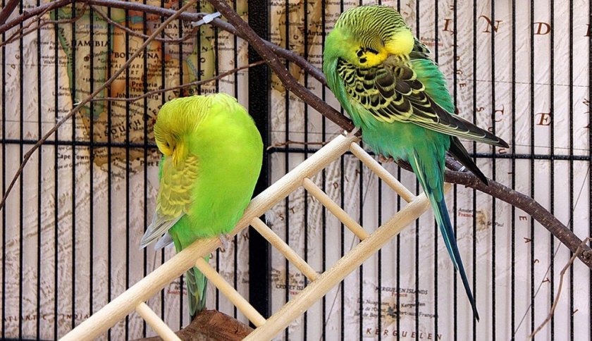 Спящие попугаи