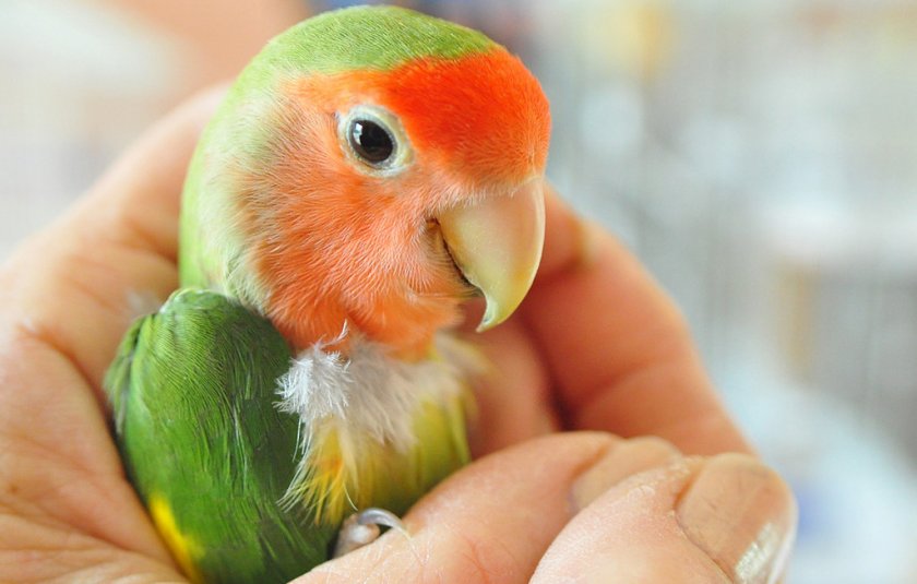 Неразлучник с хозяином