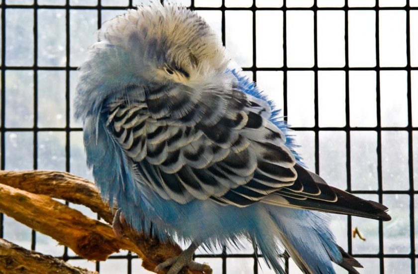 Спящий волнистый попугай