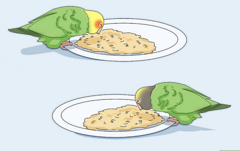 Неразлучники едят Неразлучники едят