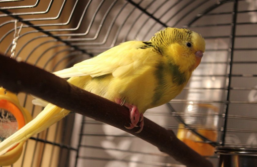 Домашний попугай