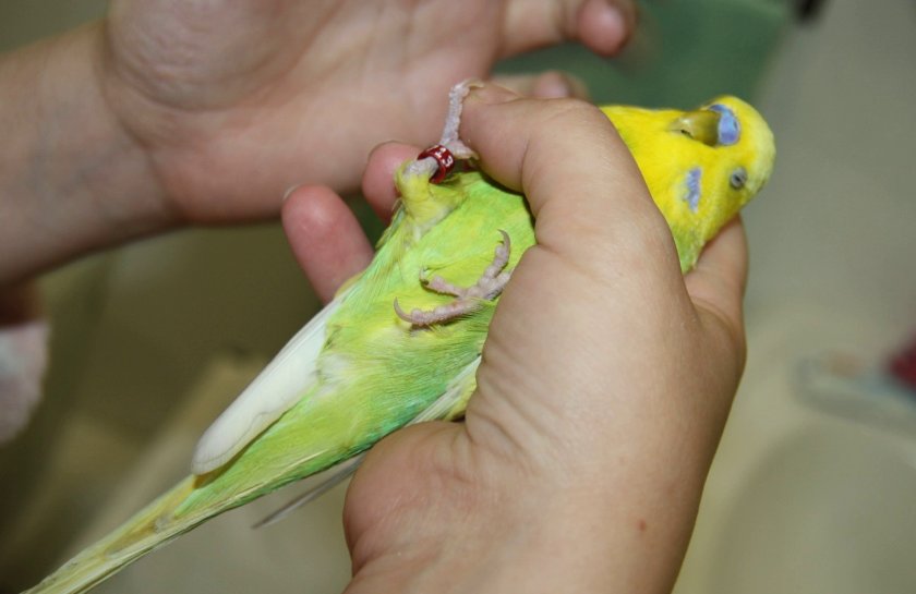 Попугай в домашних условиях