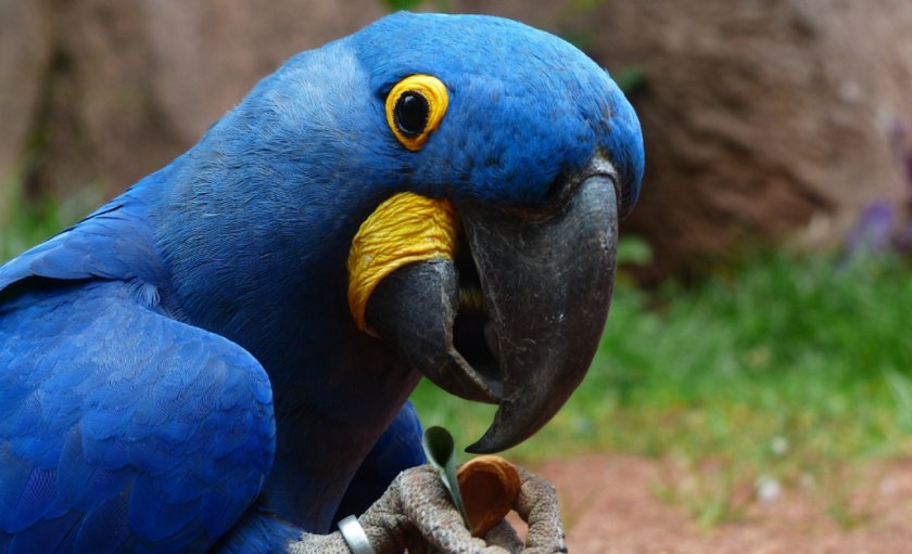 Гиацинтовый ара Гиацинтовый ара