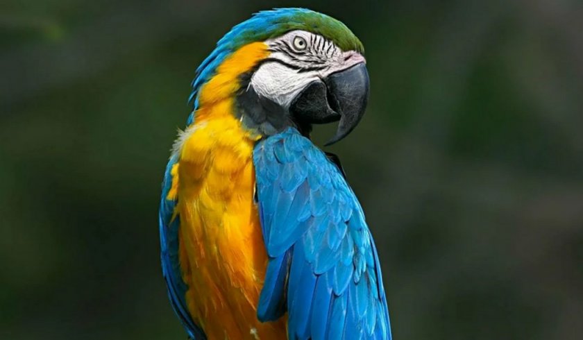 Попугай Ара Попугай Ара