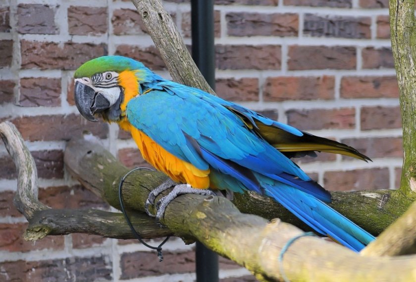 Попугай Ара Попугай Ара