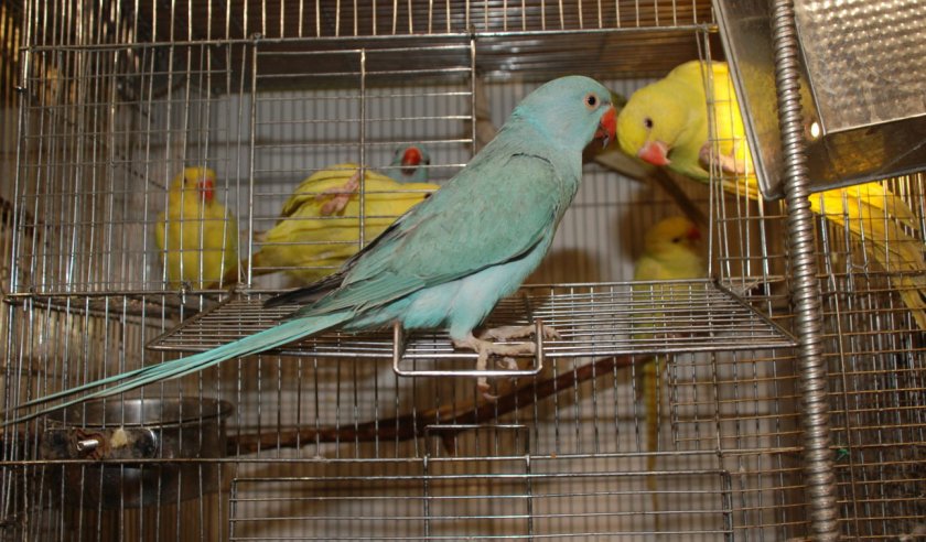 Содержание ожерелового попугая