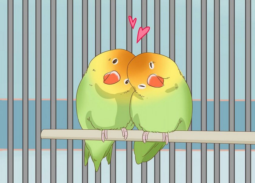 Неразлучники в клетке Неразлучники в клетке