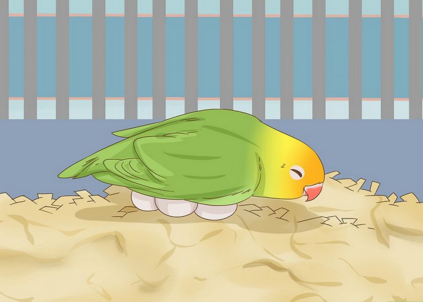 Высиживание яиц неразлучником