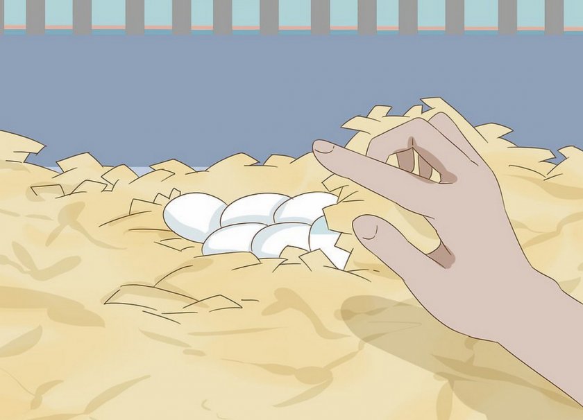 Яйца в клетке неразлучников Яйца в клетке неразлучников